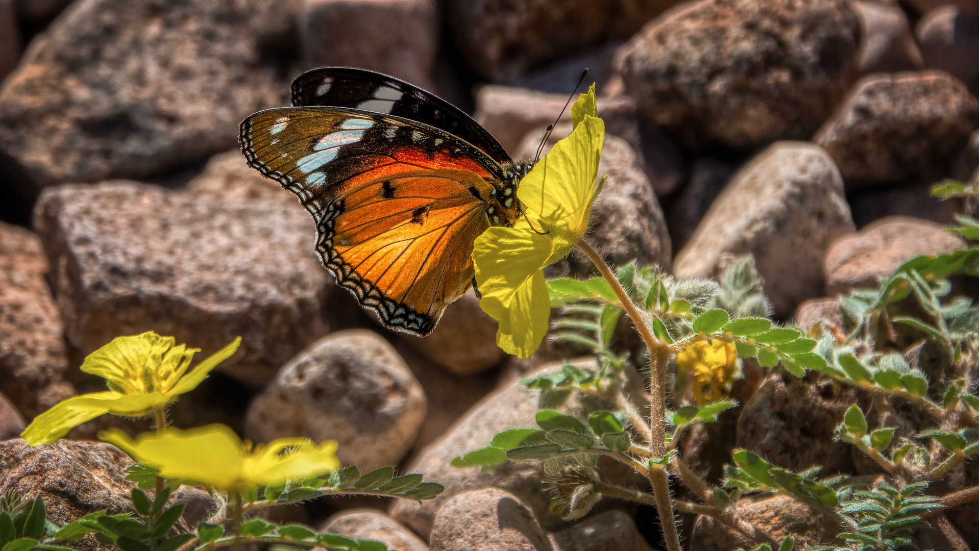 Fish River Canyon (11)