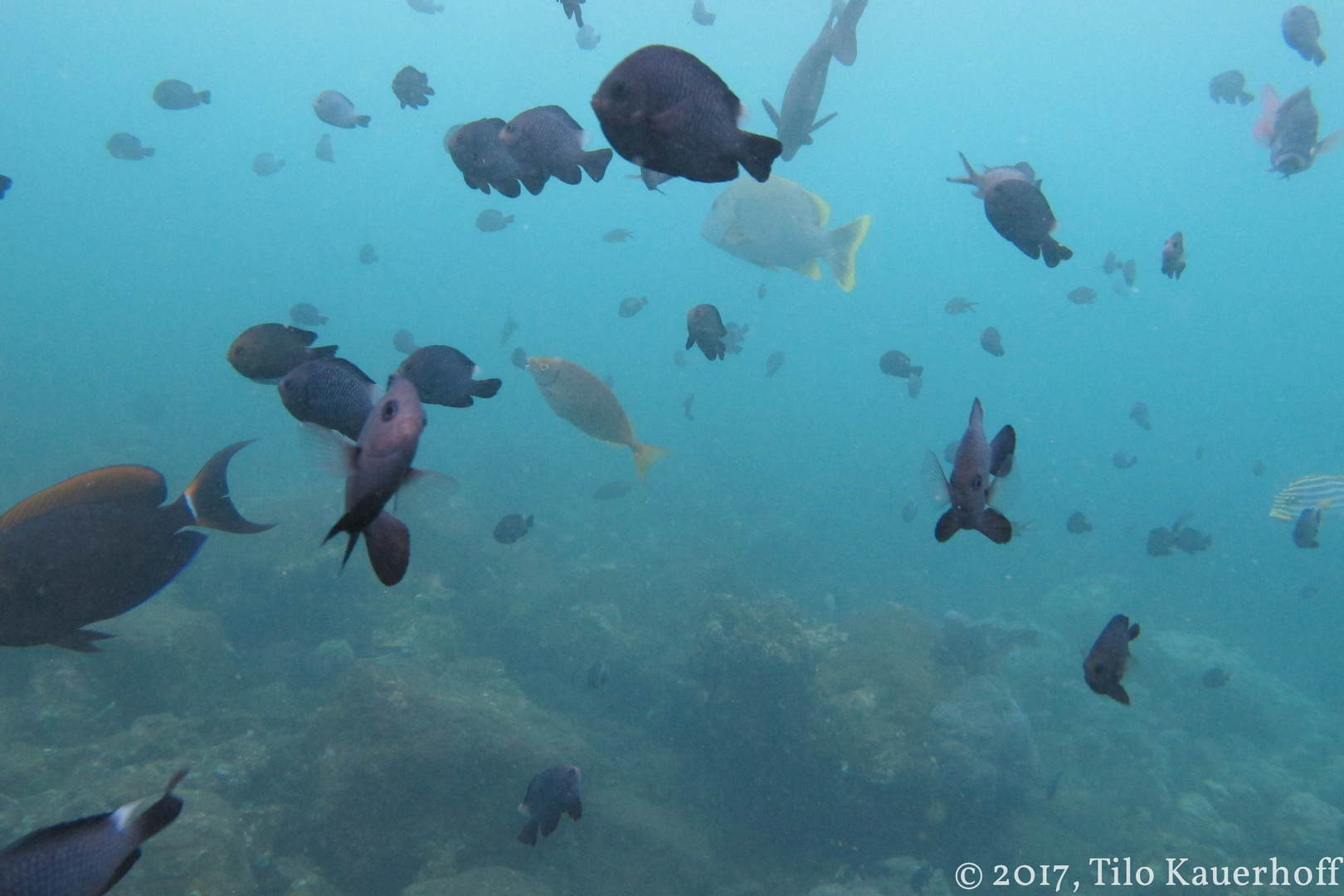 Fish turmoil