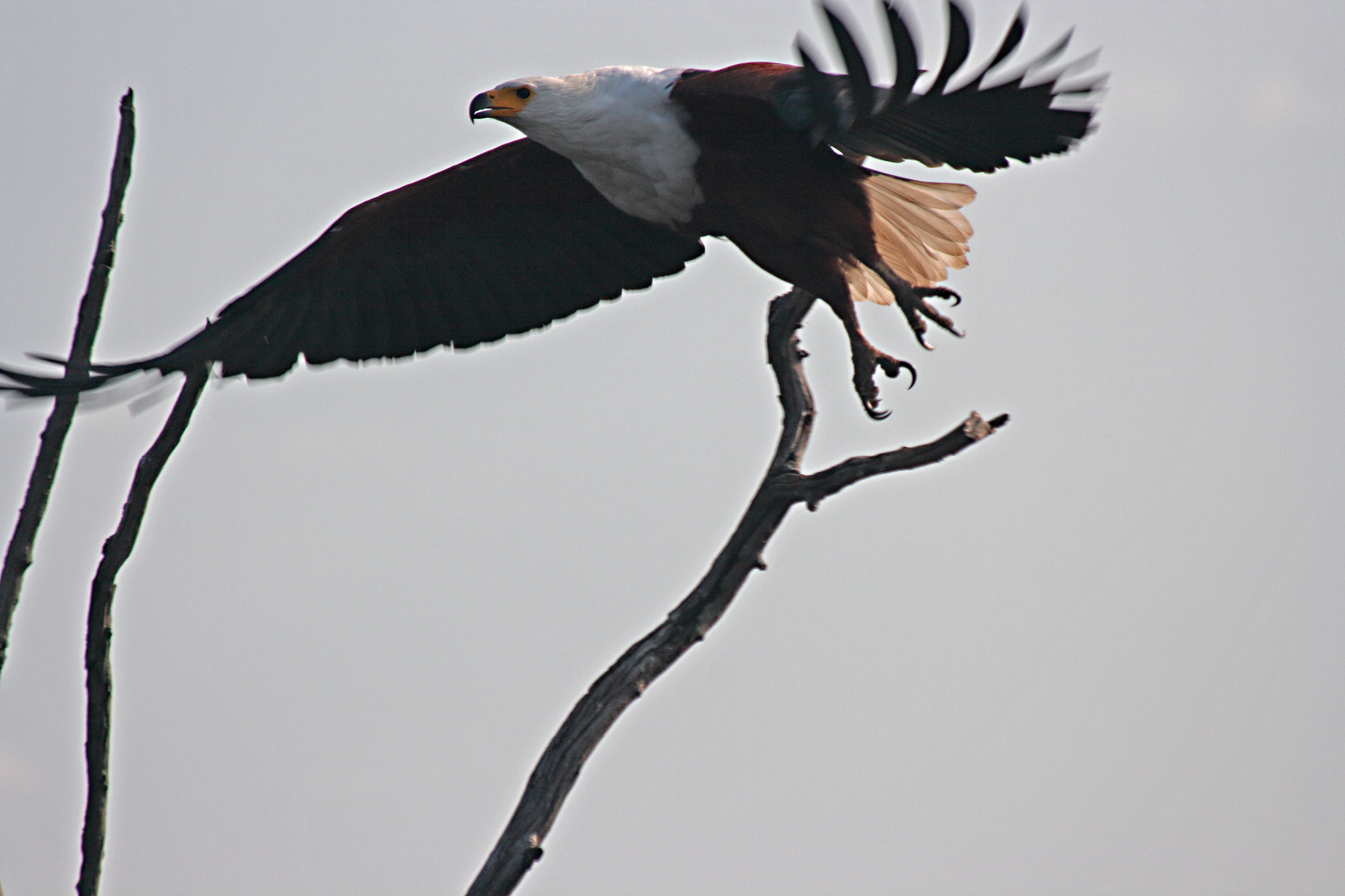 fisheagle take off