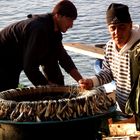 Fisher from Vaccarella - Capo Milazzo