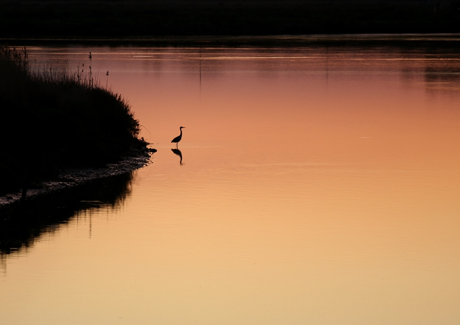 Fisherbird