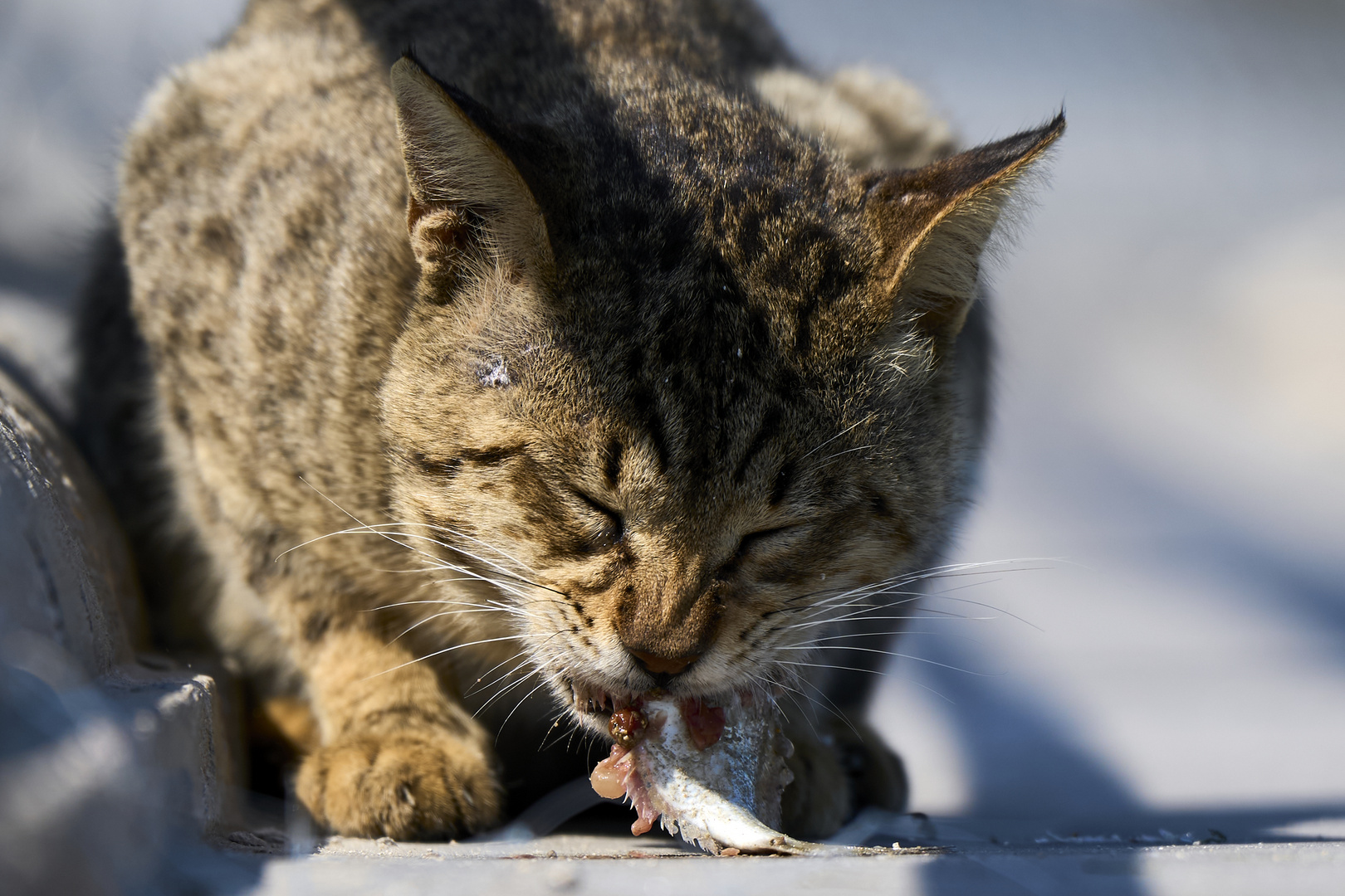 FisherCat