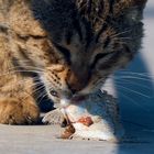 FisherCat