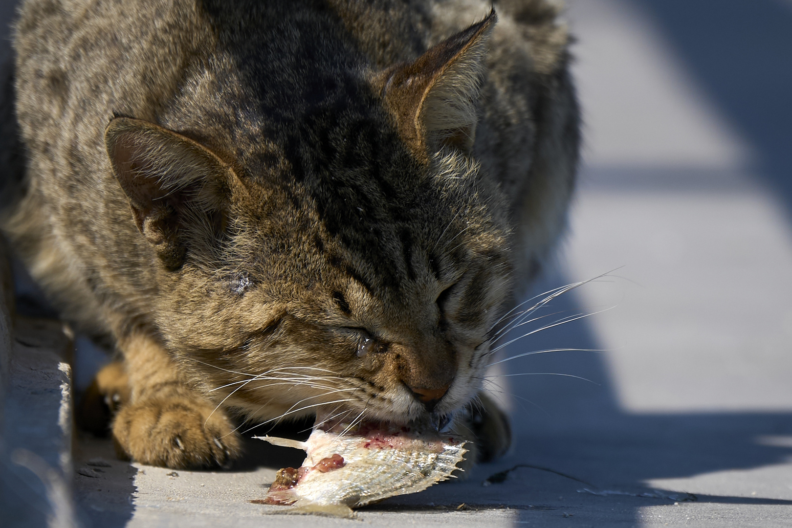 FisherCat