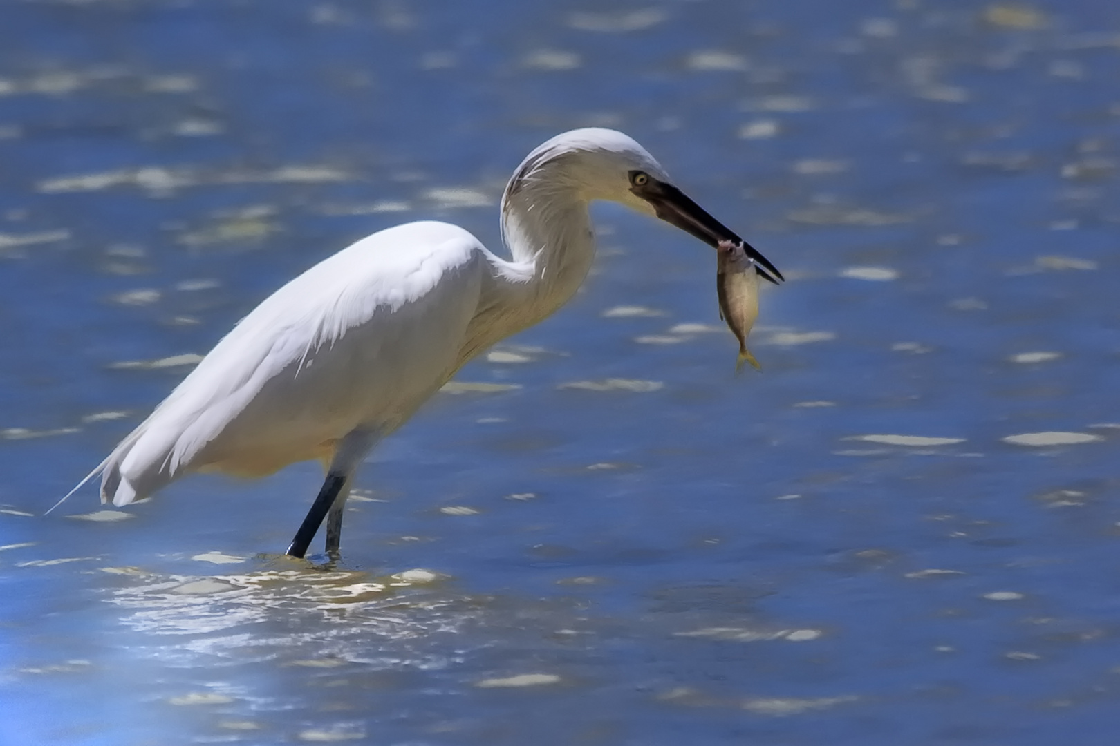 Fisherman