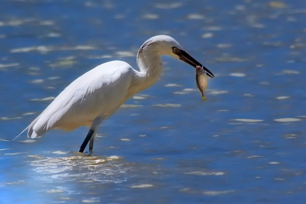 Fisherman