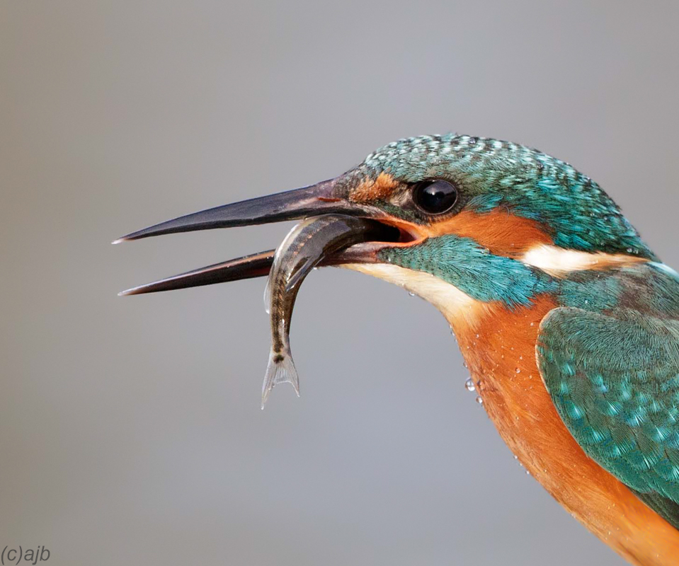Fisherman Foto & Bild natur, tiere, wildlife Bilder auf