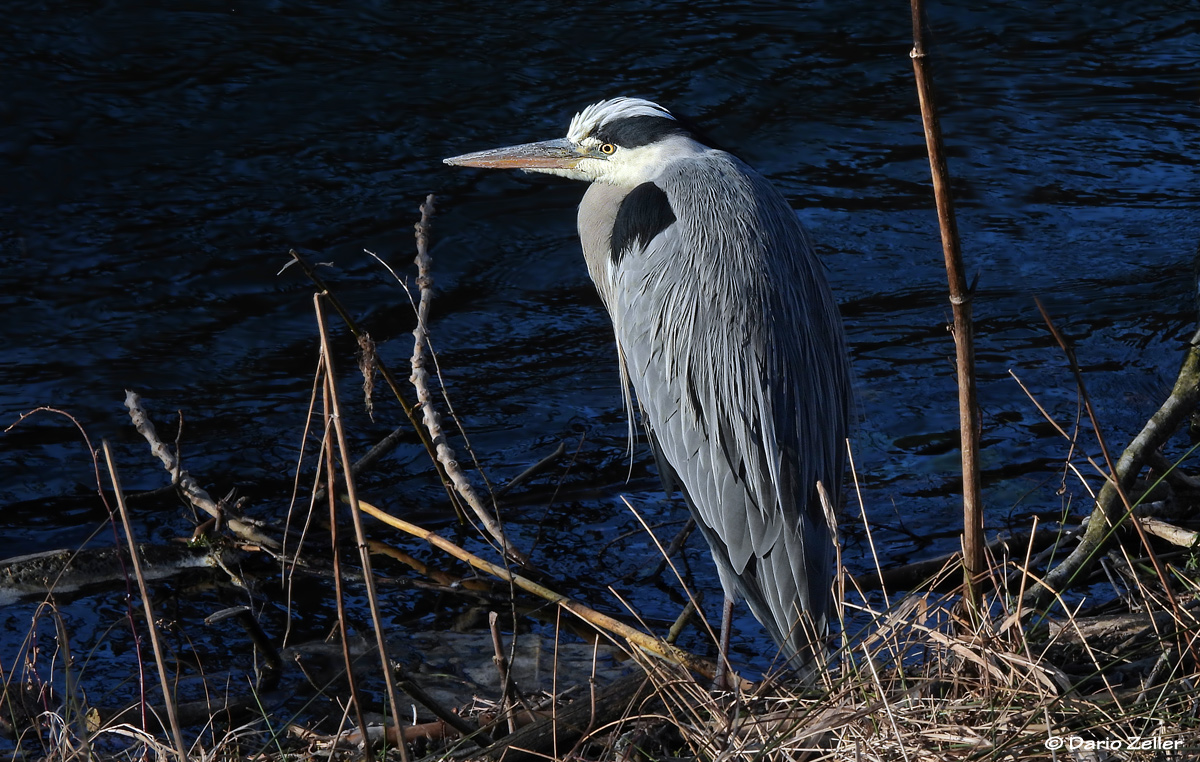 Fisherman