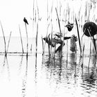 FISHERMAN NEAR JAFFNA