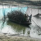 Fisherman try to catch same fish.