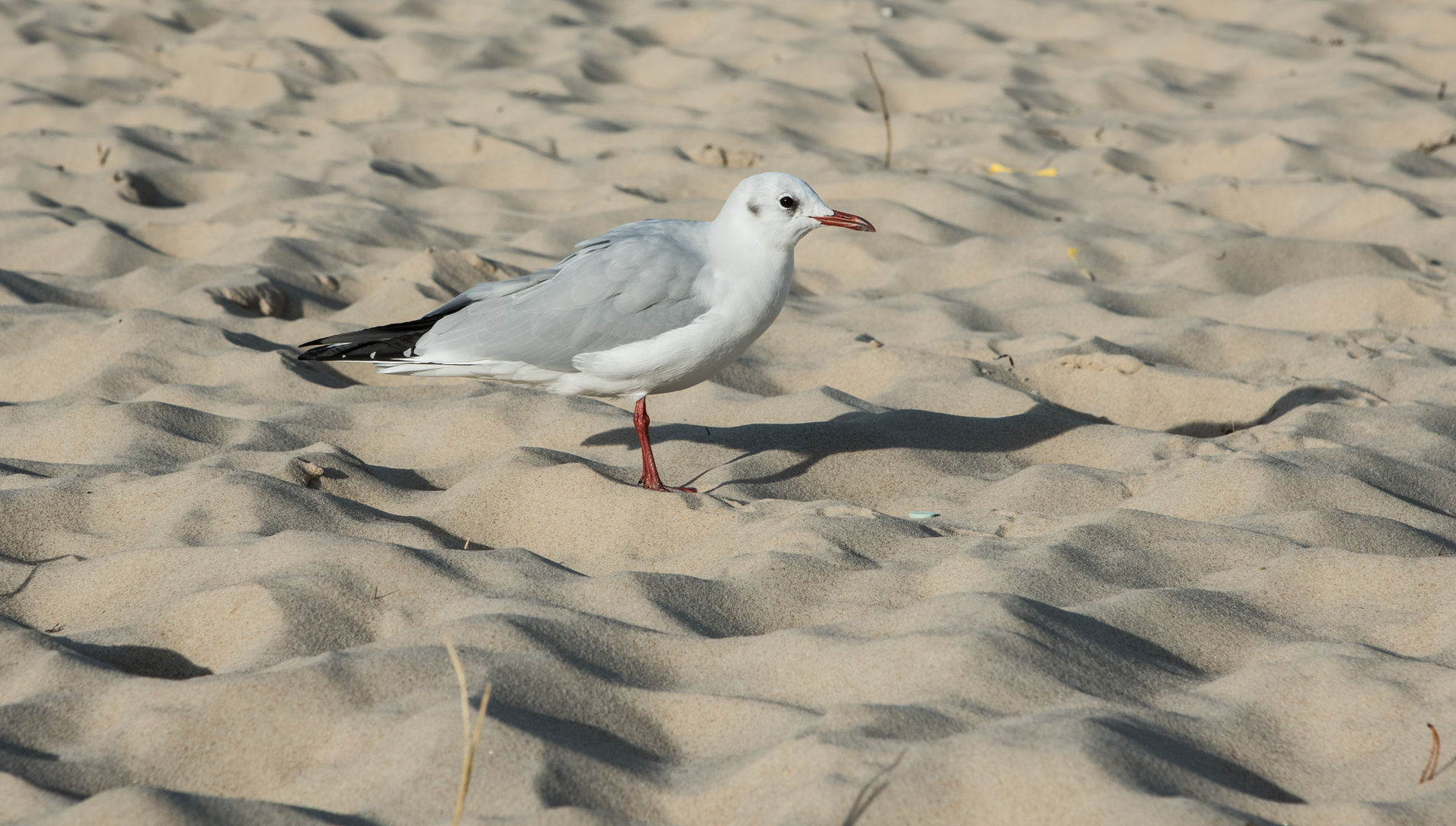 fisherman war zu stark