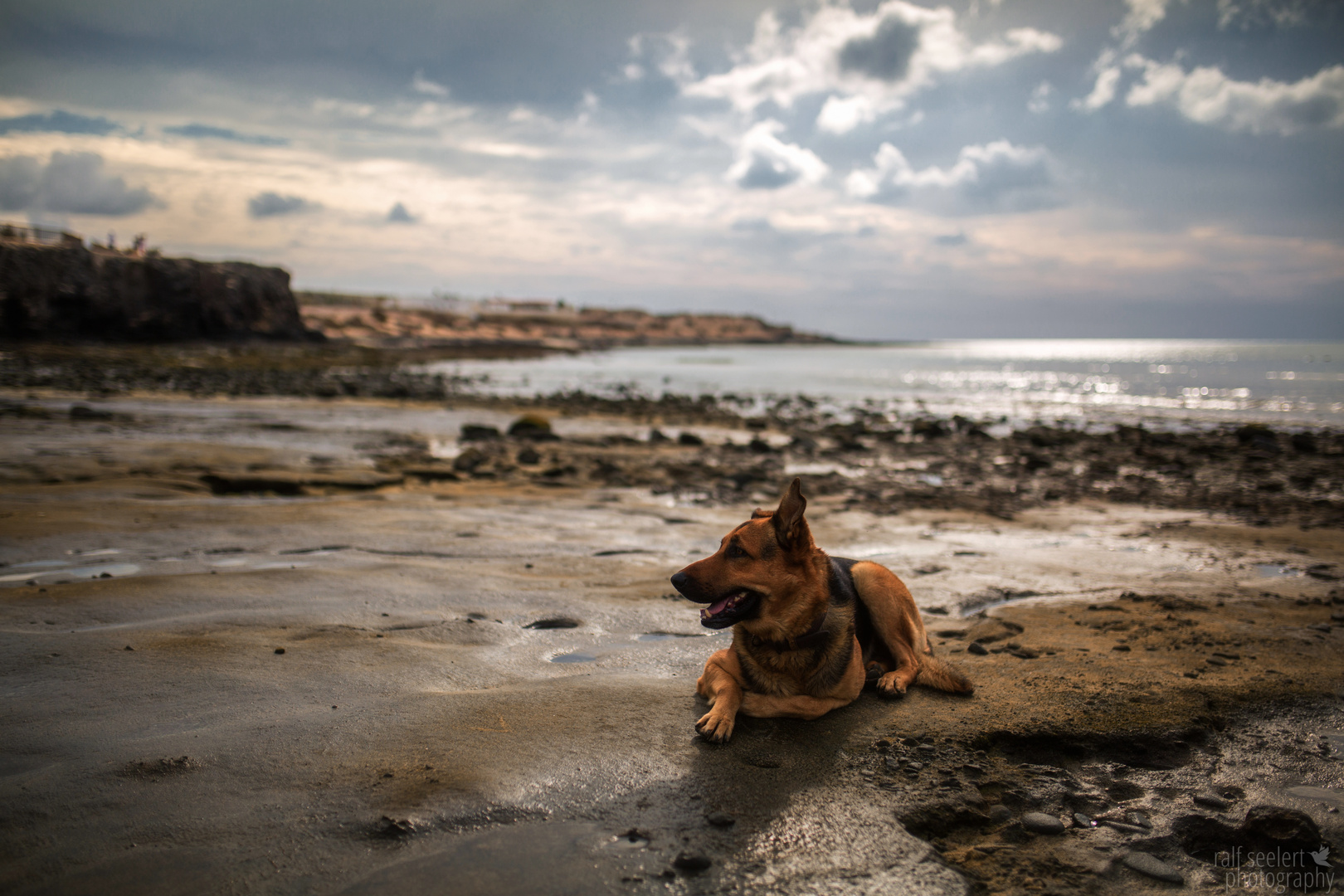 fisherman's dog