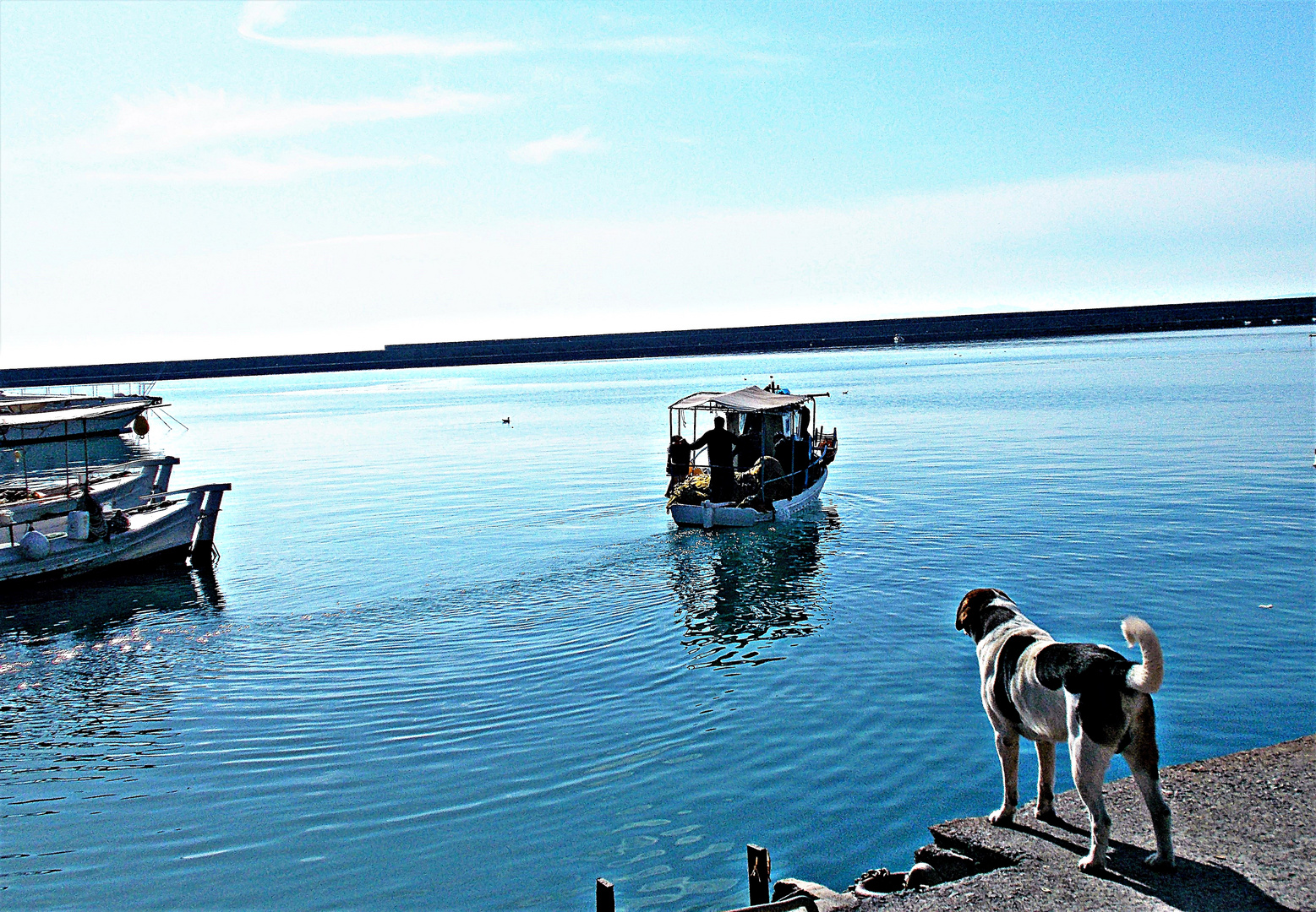 Fisherman's Dog