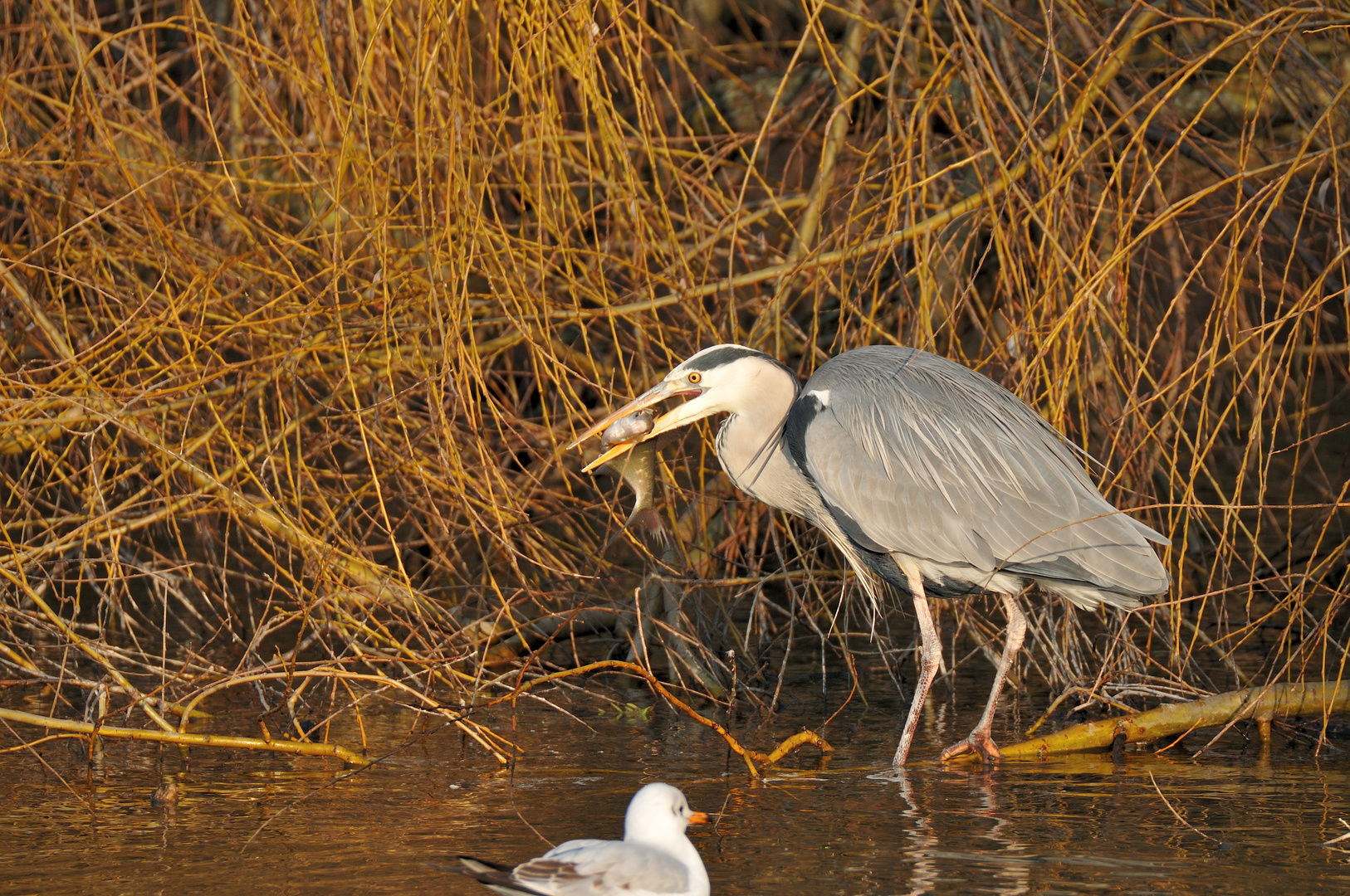 Fisherman's Friend