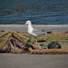 *fisherman's friend*