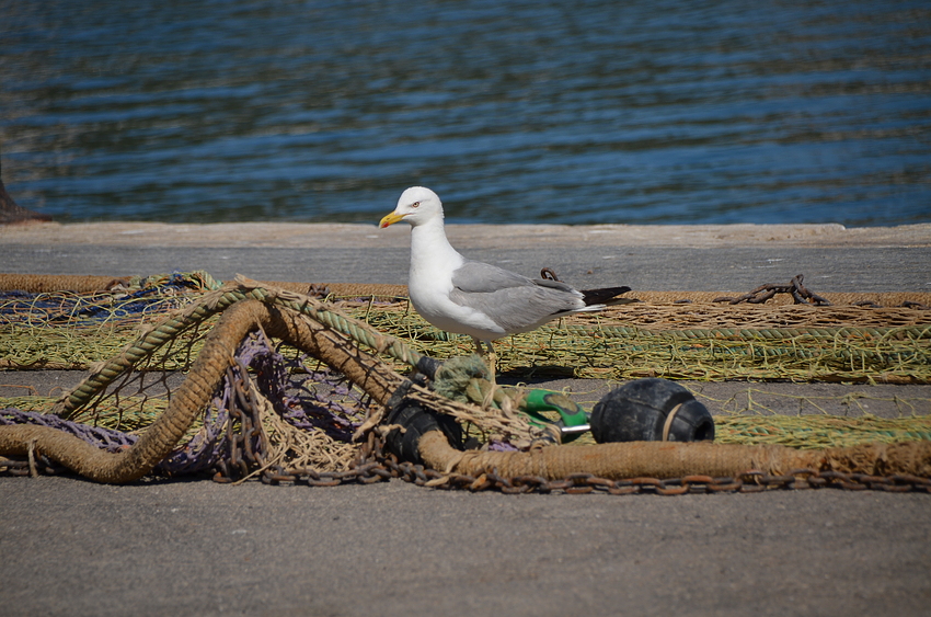 *fisherman's friend*