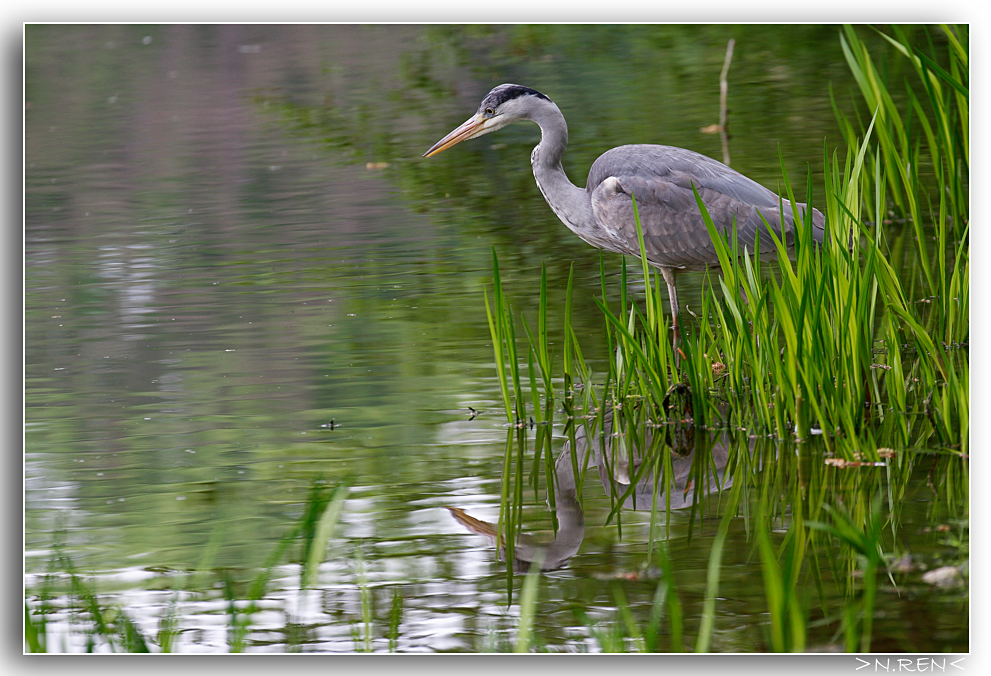 Fisherman´s friend