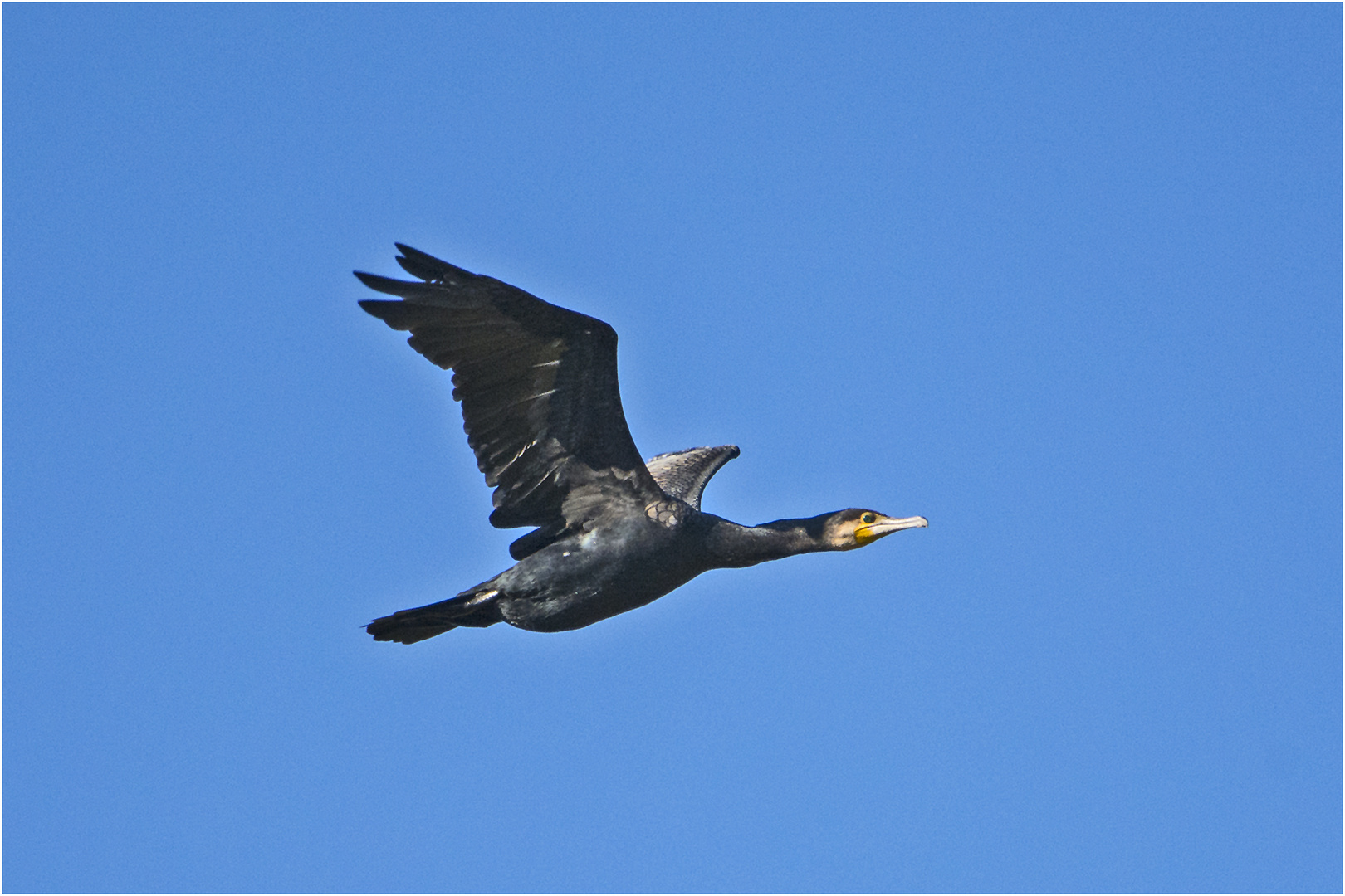 "Fisherman´s friend" kann auch gut fliegen