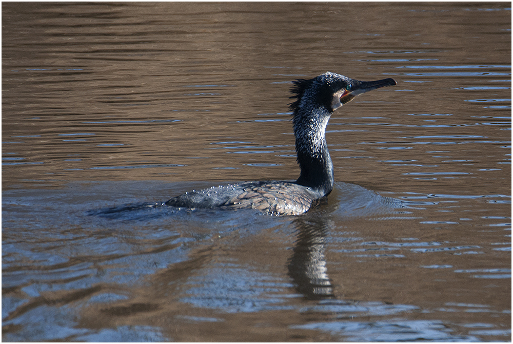 "Fisherman´s friend" - Kormoran - Phalacrocorax carbo