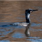 "Fisherman´s friend" - Kormoran - Phalacrocorax carbo