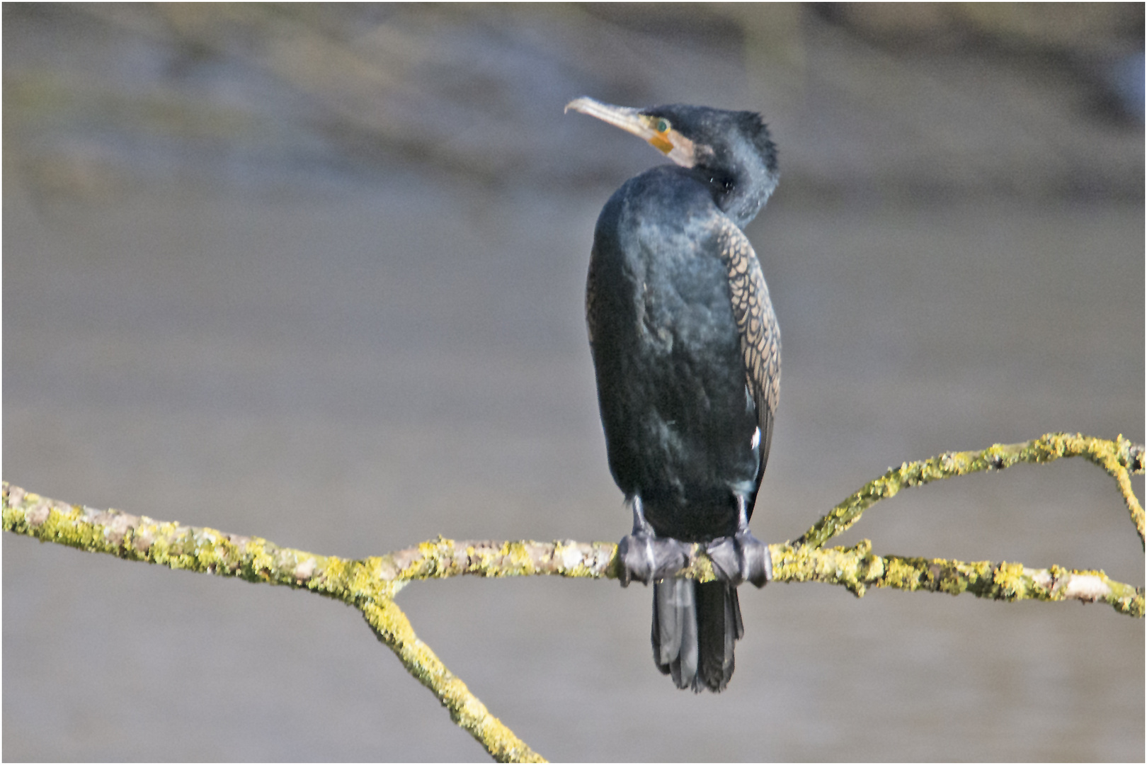 "Fisherman´s friend" legt sein . . .