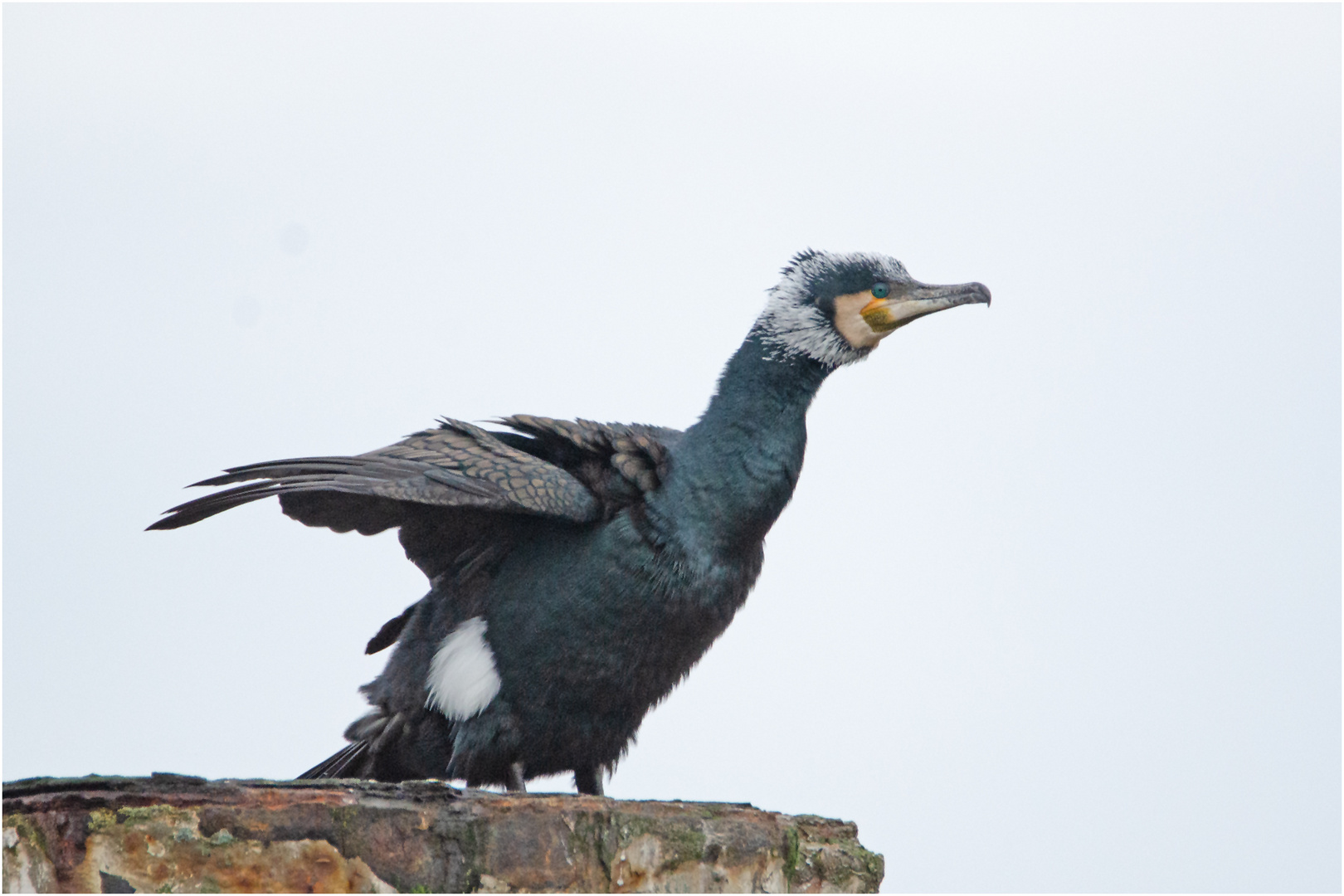 "Fisherman´s friend" (Phalacrocorax carbo) im Brutkleid (2) . . .