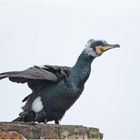 "Fisherman´s friend" (Phalacrocorax carbo) im Brutkleid (2) . . .