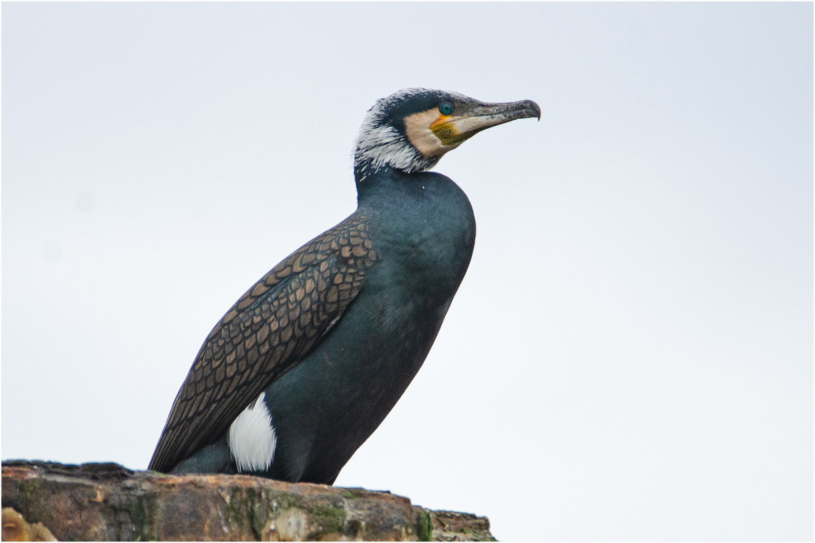 "Fisherman´s friend" (Phalacrocorax carbo) im Brutkleid . . .