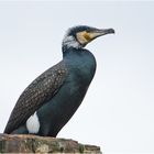 "Fisherman´s friend" (Phalacrocorax carbo) im Brutkleid . . .