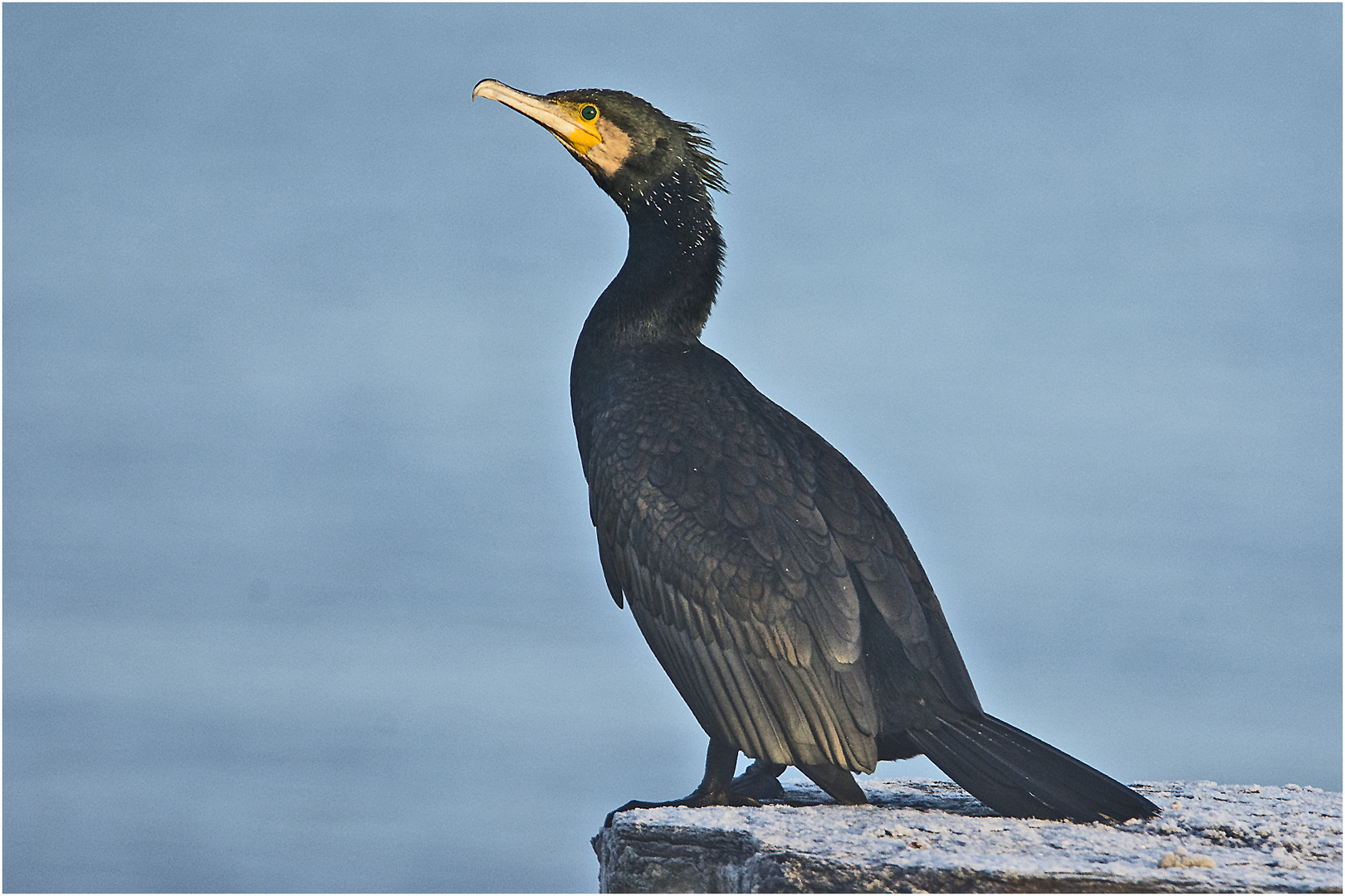 "Fisherman´s friend" ruhte sich . . . 