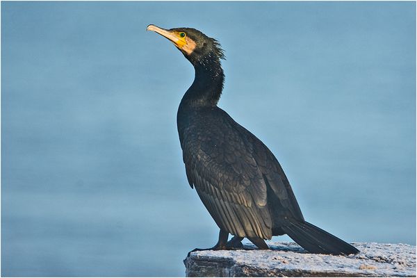 "Fisherman´s friend" ruhte sich . . . 