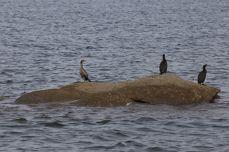 Fisherman's Friends (oder eher nicht...)