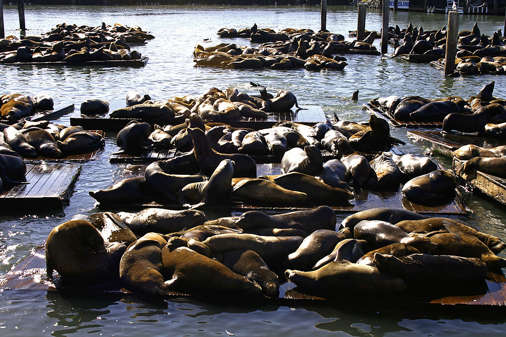 Fishermans Wharf 2