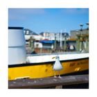 Fishermans Wharf Seagul