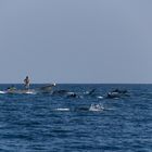 Fishermen and the Dolphins