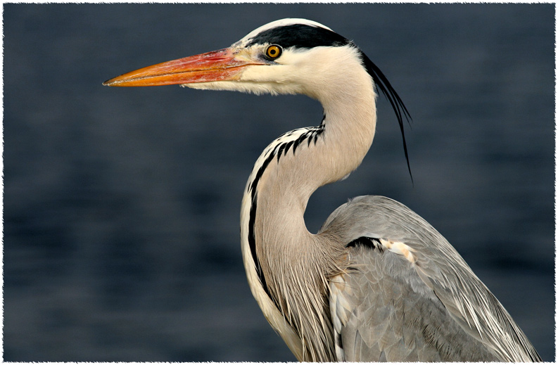 Fishermens Friend