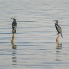 fishermens friend - Ansitzjäger...