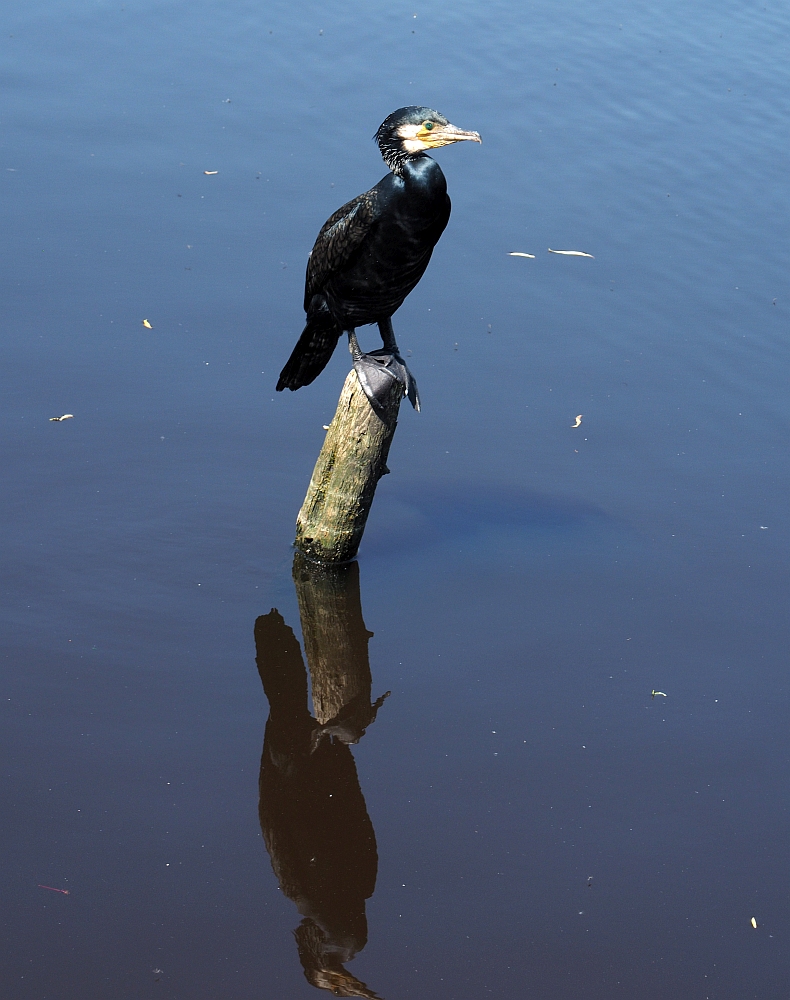 Fishermen´s "Friend"