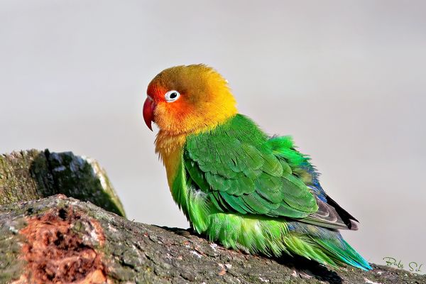 Fisher’s Lovebird