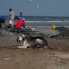 Fishes & Dog