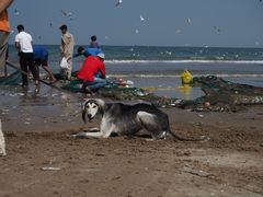 Fishes & Dog