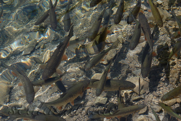 Fishes in the Plitvicka Lakes