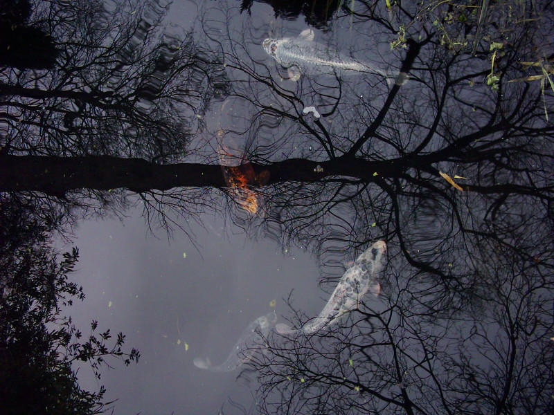 Fishes with reflection