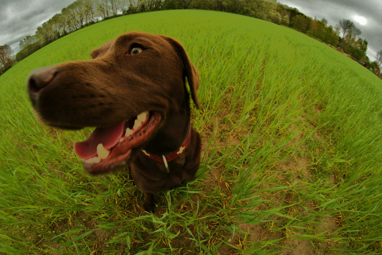 Fisheye Dog Lena