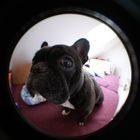 Fisheye Frenchy