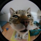 Fisheye-fun2