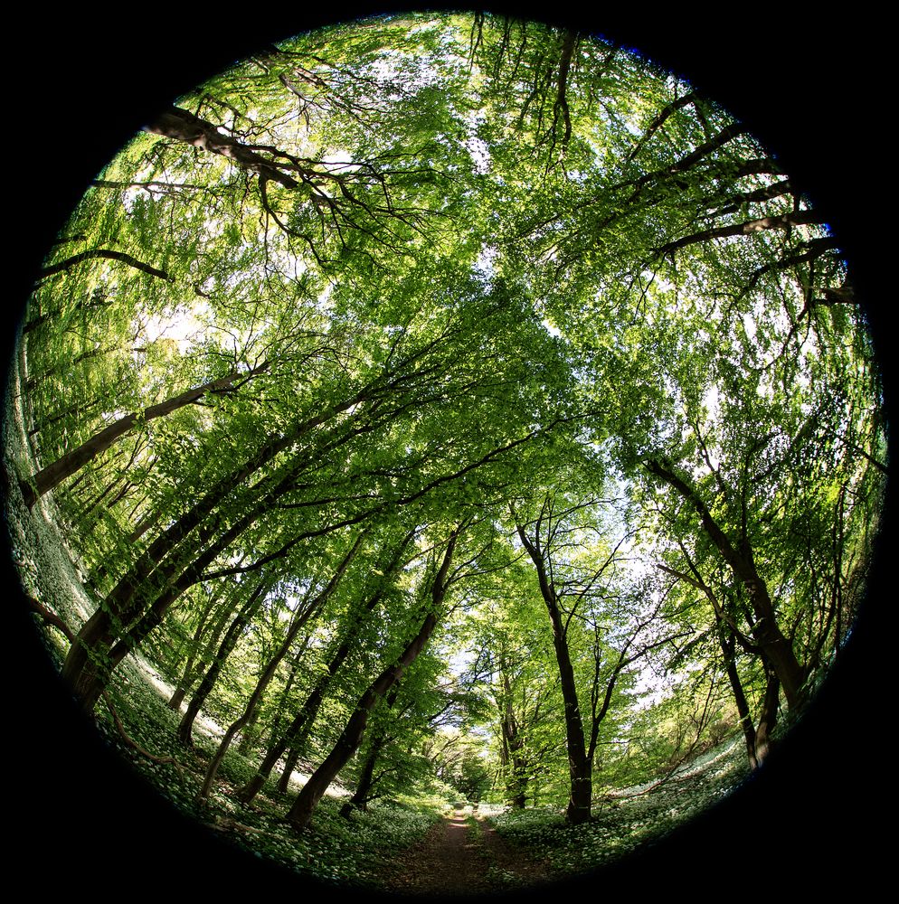 Fisheye im Wald