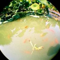 Fisheye Of The Goldfisch