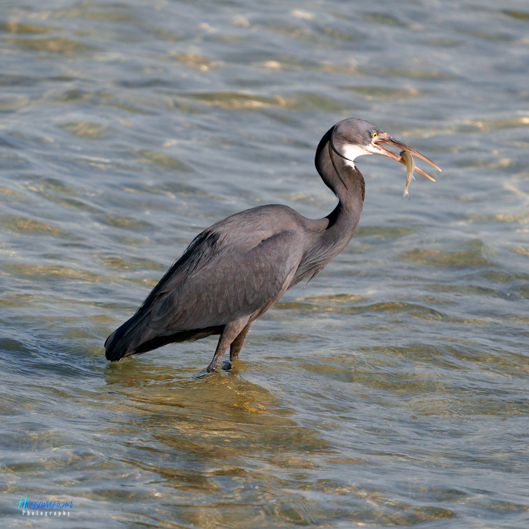 Fishing