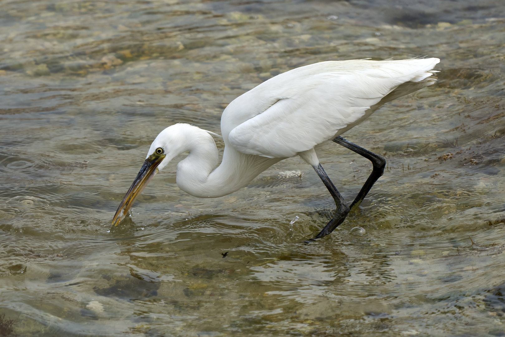 Fishing 